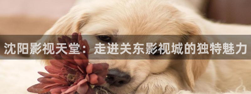 人人影院电影网：沈阳影视天堂：走进关东影视城的独特魅力
